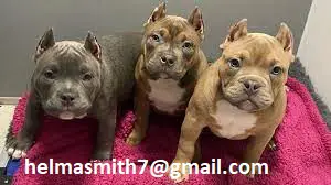 Pitbull Puppies in Cape Town (22/03/2022)