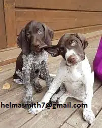 German Pointer Puppies in Cape Town (31/03/2022)