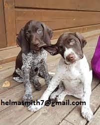 German Pointer Puppies in Other (31/03/2022)
