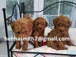 Poodle Puppies in Brits (22/03/2022)