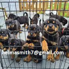 Rottweiler Puppies in Cape Town (22/03/2022)