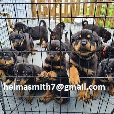 Rottweiler Puppies in East Rand (22/03/2022)
