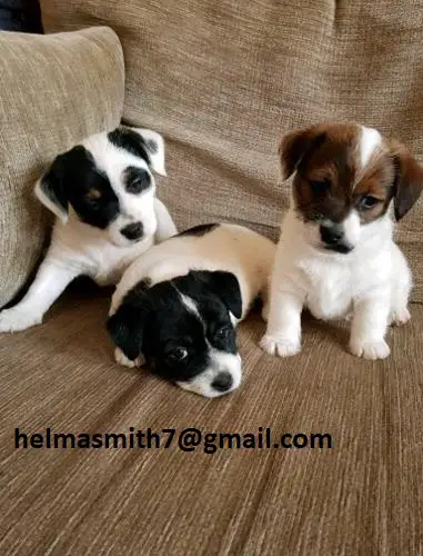 Jack Russell Puppies in George (22/03/2022)
