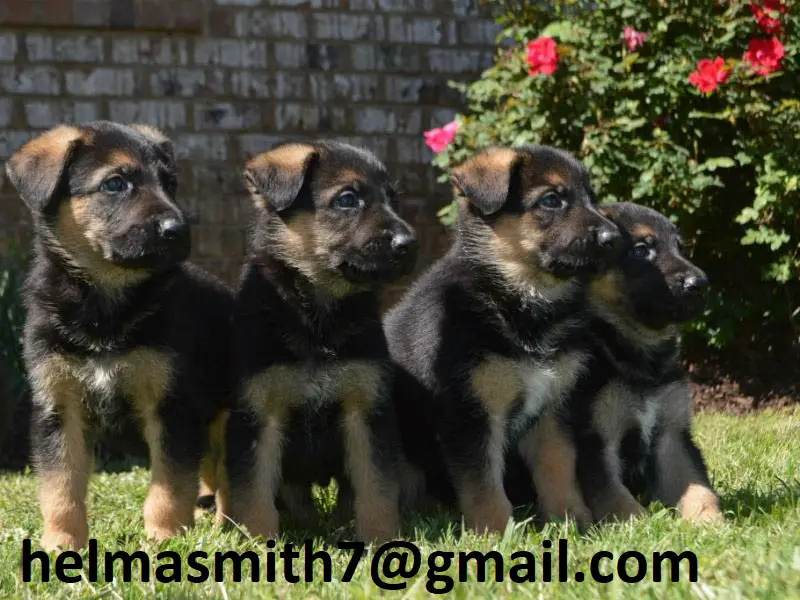 German Sheperd Puppies in Bloemfontein (21/03/2022)