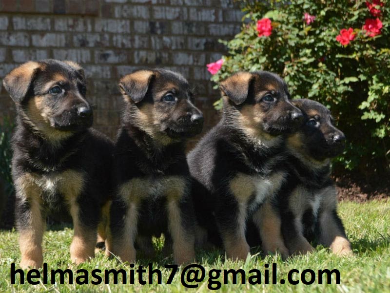 German Sheperd Puppies in Johannesburg (21/03/2022)
