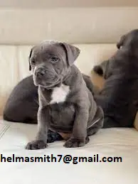 Staffie Puppies in East Rand (22/03/2022)