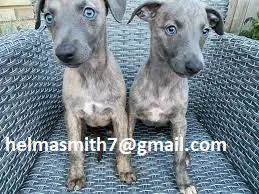 Whippet Puppies in Mpumalanga (22/03/2022)