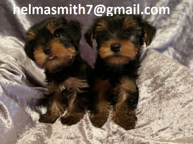Yorkshire Puppies in East Rand (22/03/2022)
