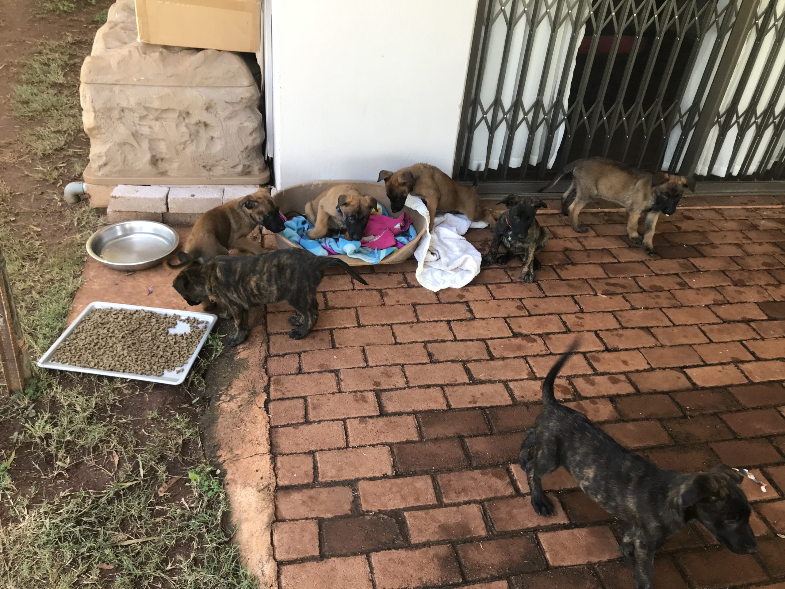 Belgian Malinois Puppies in Pretoria (16/04/2022)