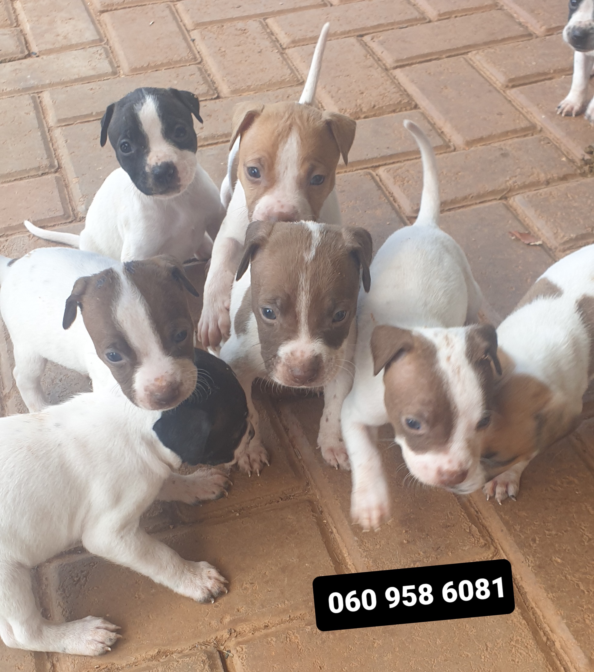 Pitbull Puppies in Johannesburg (06/04/2022)