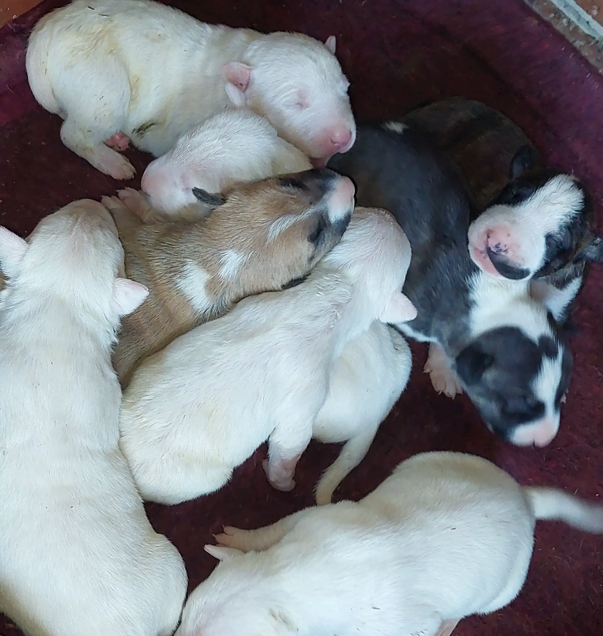 Bull Terrier Puppies in Other (11/04/2022)