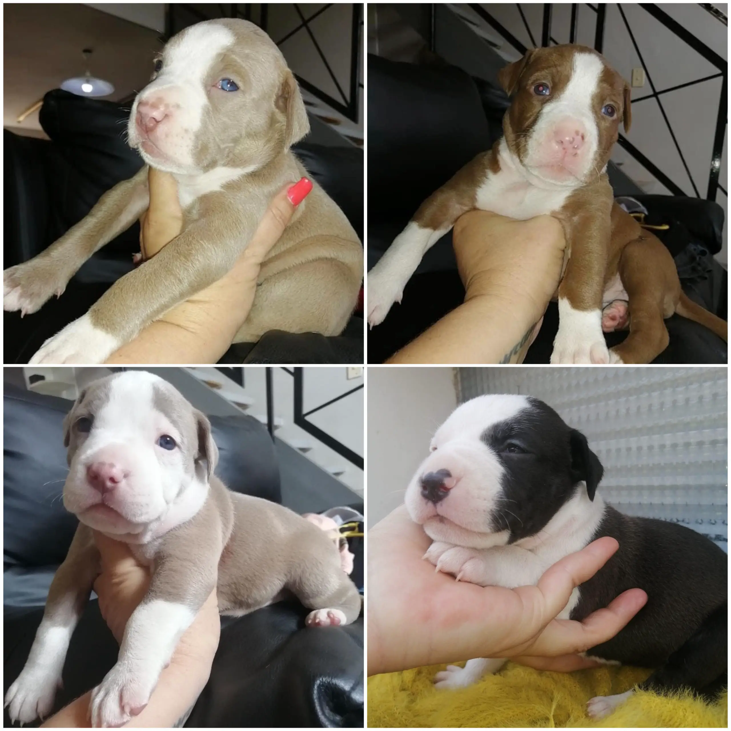 Pitbull Puppies in Welkom (06/04/2022)