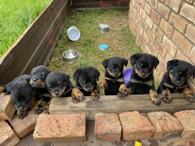 Rottweiler Puppies in Rayton (08/04/2022)