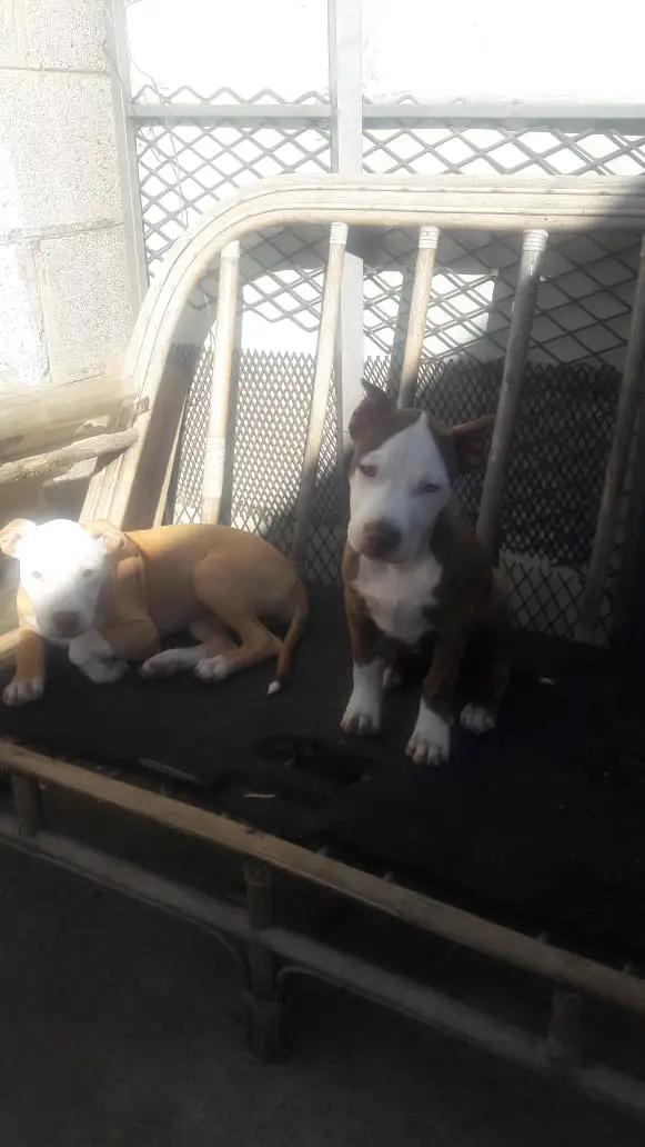 Pitbull Puppies in Johannesburg (04/04/2022)