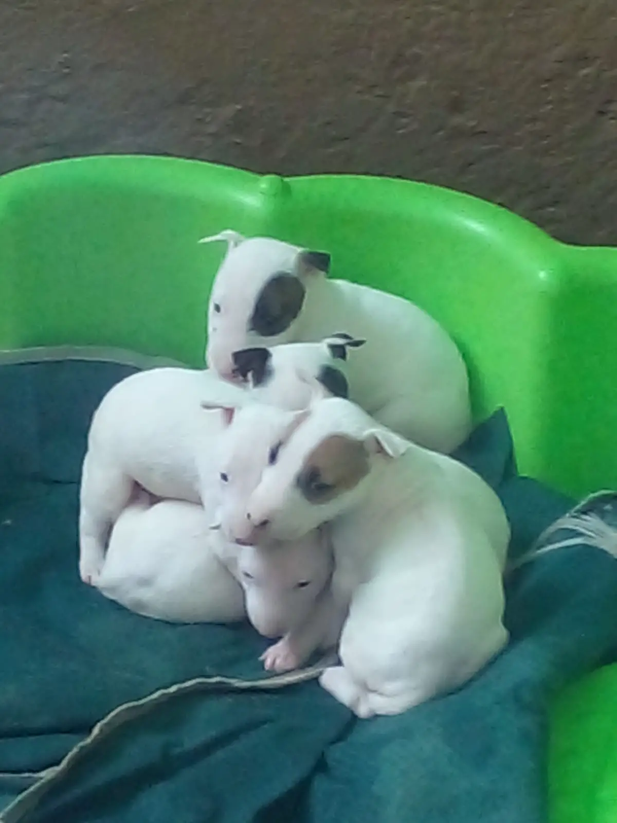 Bull Terrier Puppies in Pretoria (10/04/2022)