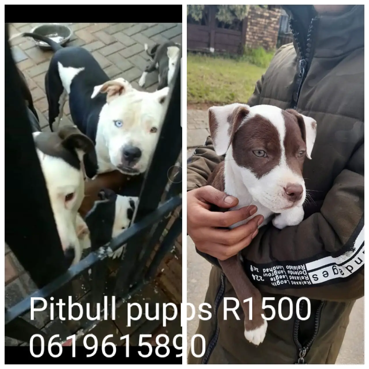 Pitbull Puppies in Vereeniging (12/04/2022)