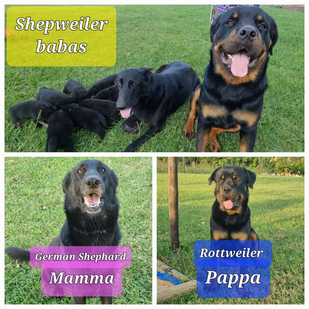 Rottweiler Puppies in Mpumalanga (27/04/2022)