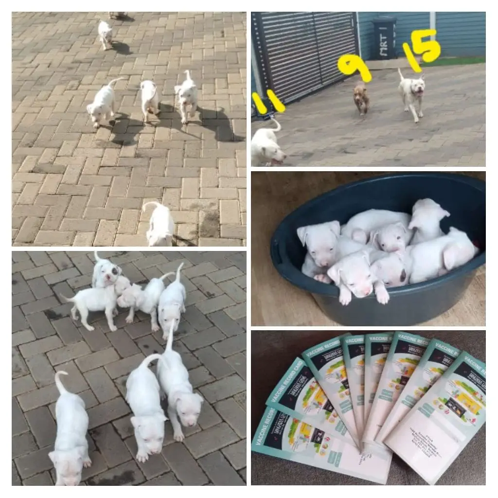 Pitbull Puppies in Johannesburg (16/04/2022)