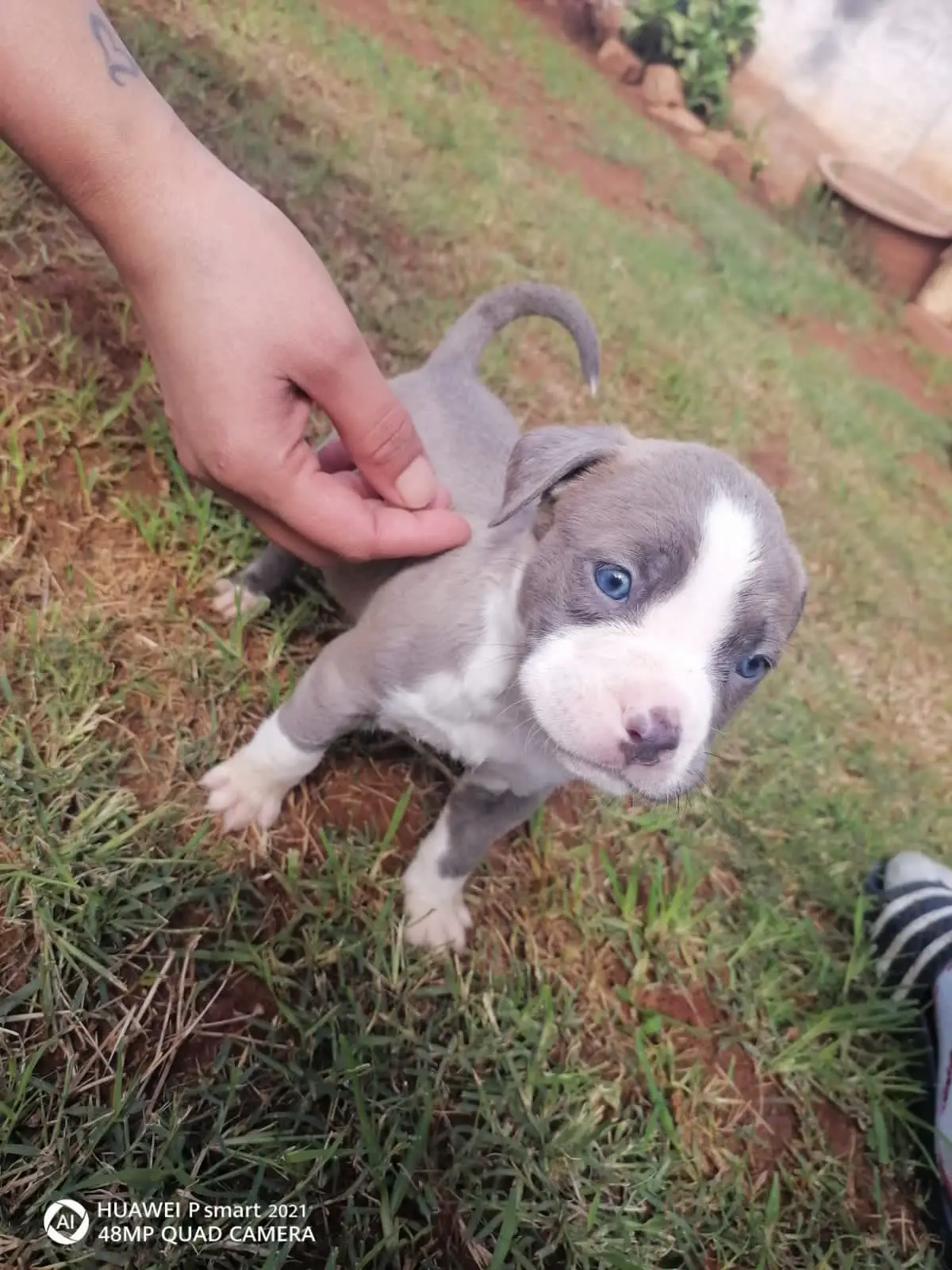 Pitbull Puppies in Pretoria (23/04/2022)