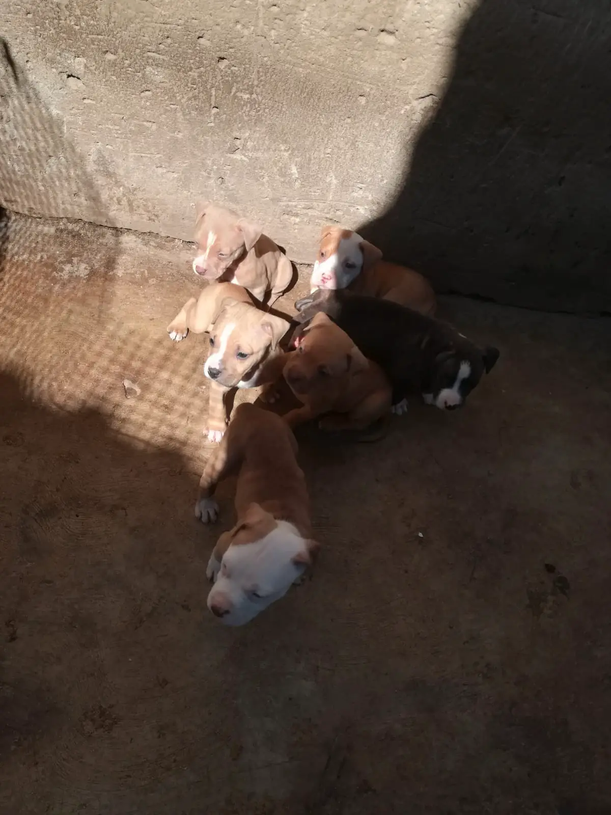 Pitbull Puppies in Johannesburg (26/04/2022)