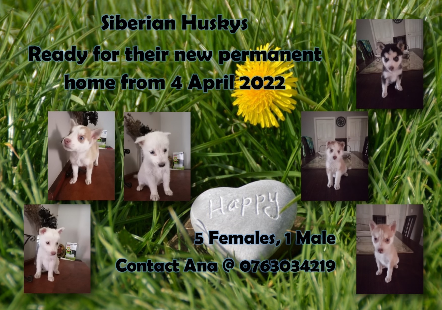 Siberian Husky Puppies in Pretoria (07/04/2022)