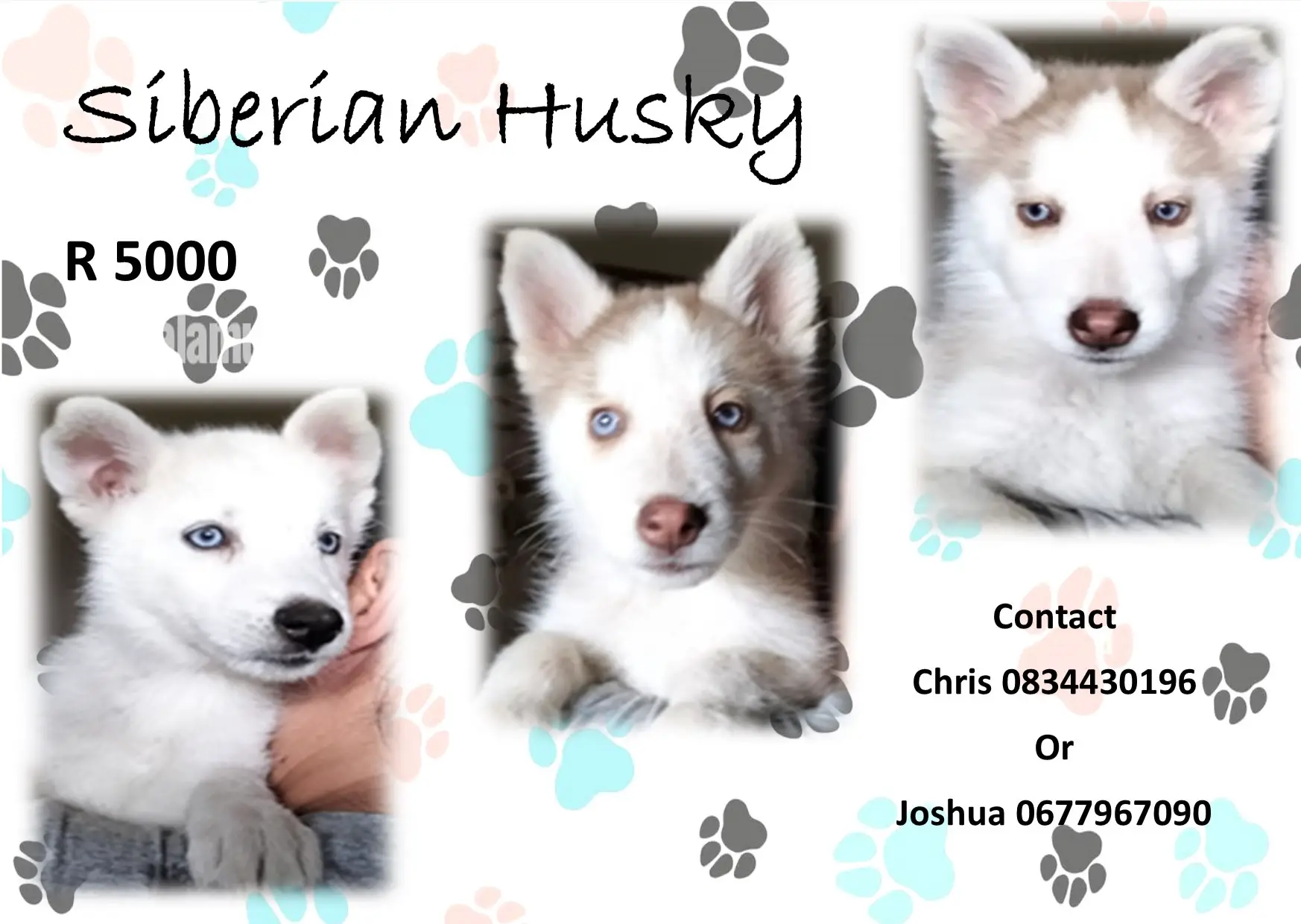 Siberian Husky Puppies in Pretoria (15/04/2022)