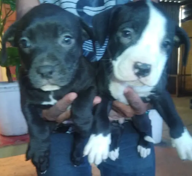 Pitbull Puppies in Cape Town (16/04/2022)