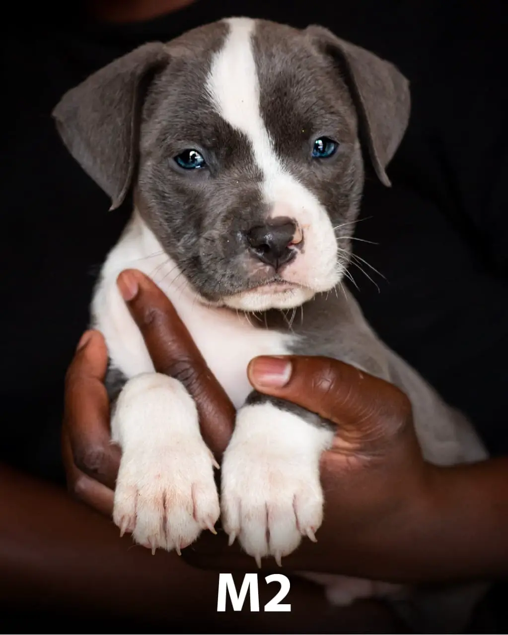 Pitbull Puppies in Johannesburg (11/04/2022)
