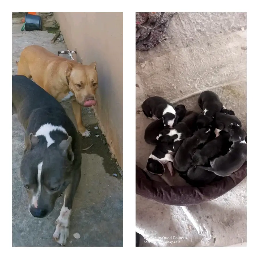 Pitbull Puppies in Johannesburg (20/04/2022)