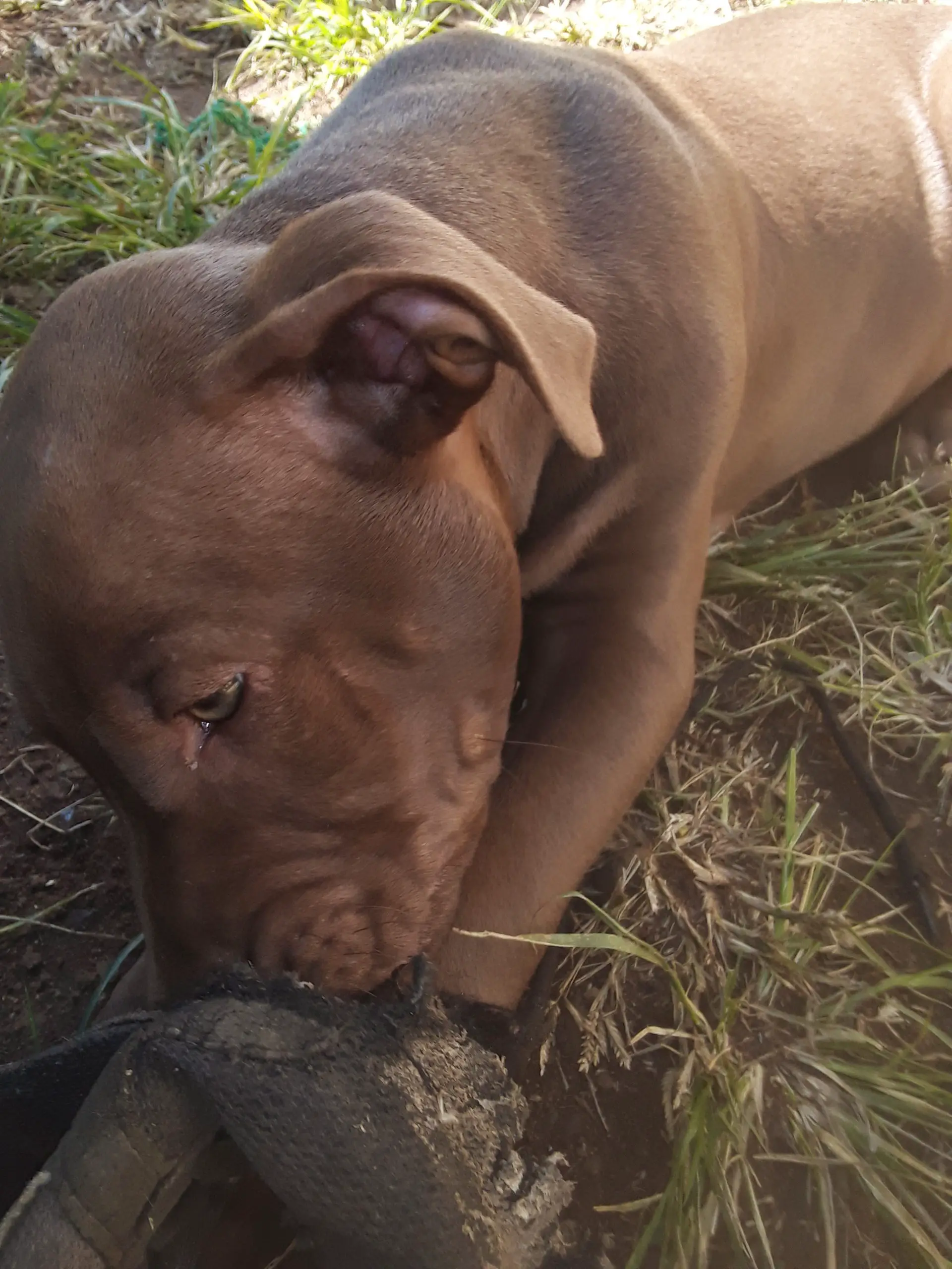 Pitbull Puppies in East Rand (29/04/2022)
