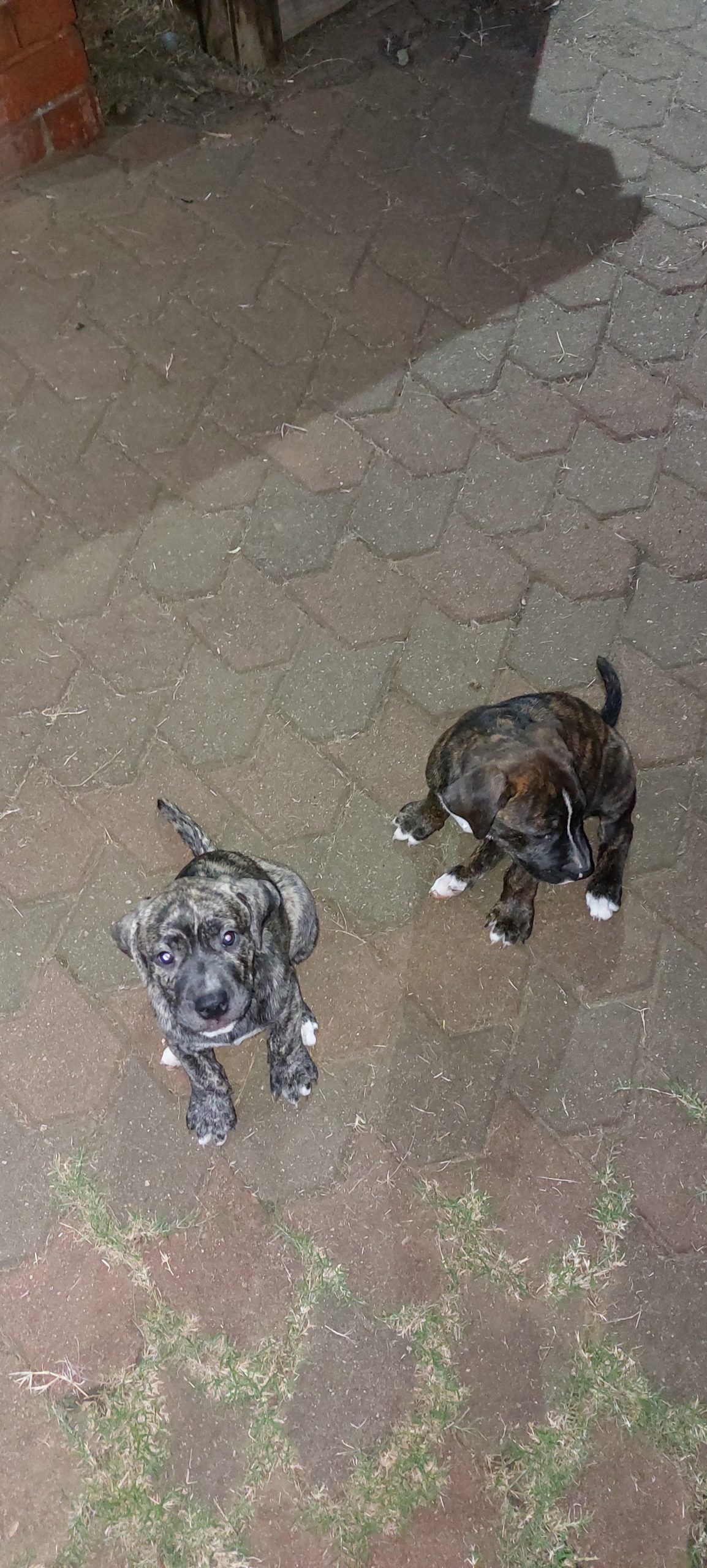 Boerboel Puppies in Kwazulu Natal (10/04/2022)