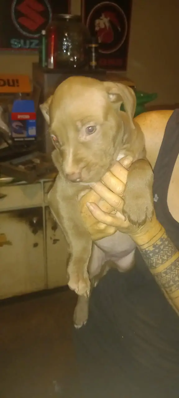 Pitbull Puppies in East Rand (25/04/2022)