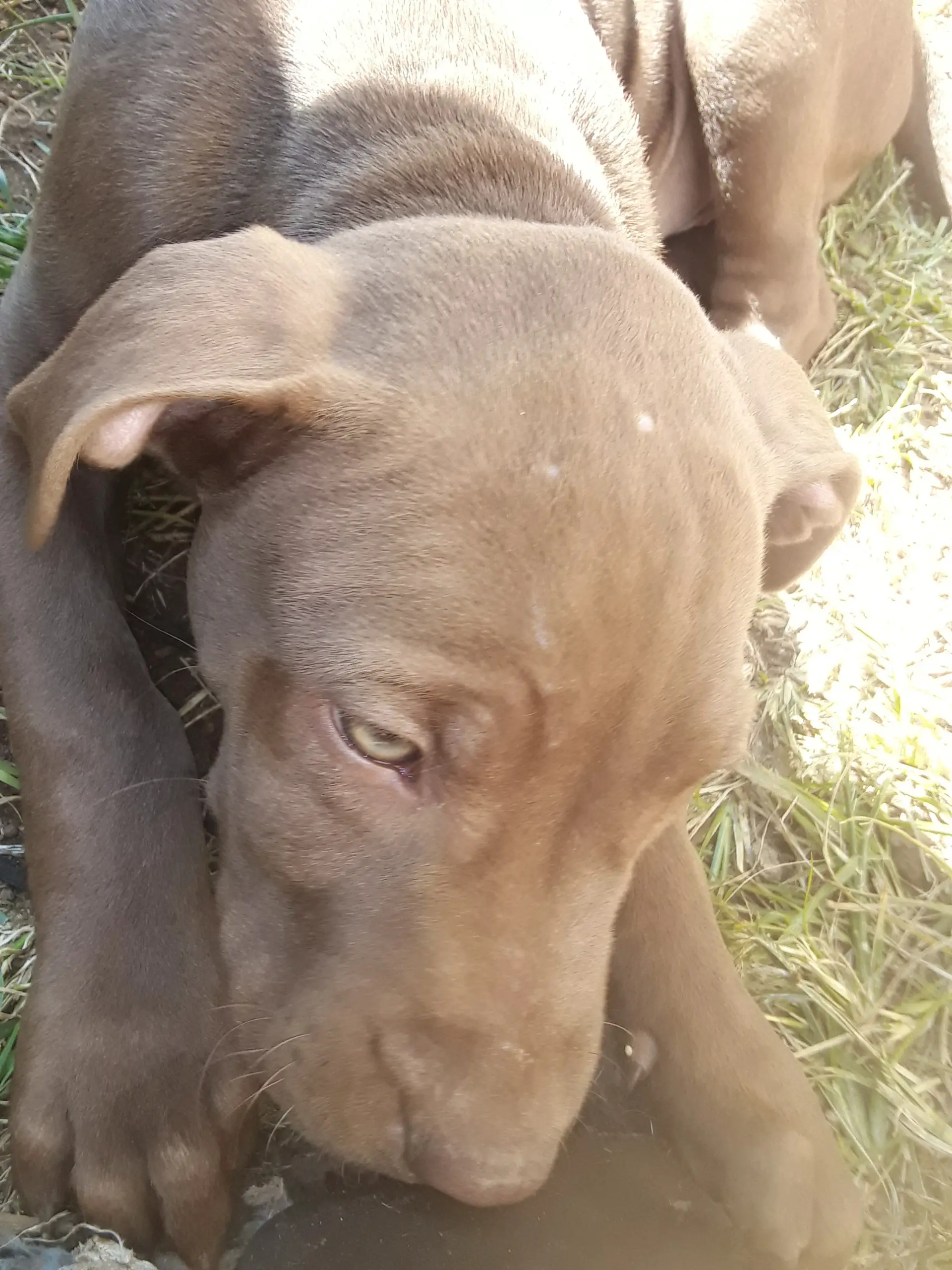 Pitbull Puppies in East Rand (27/04/2022)