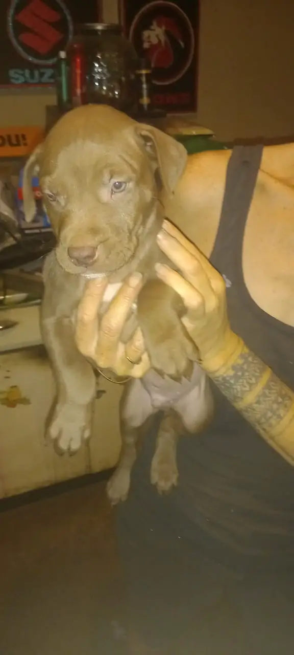 Pitbull Puppies in East Rand (26/04/2022)