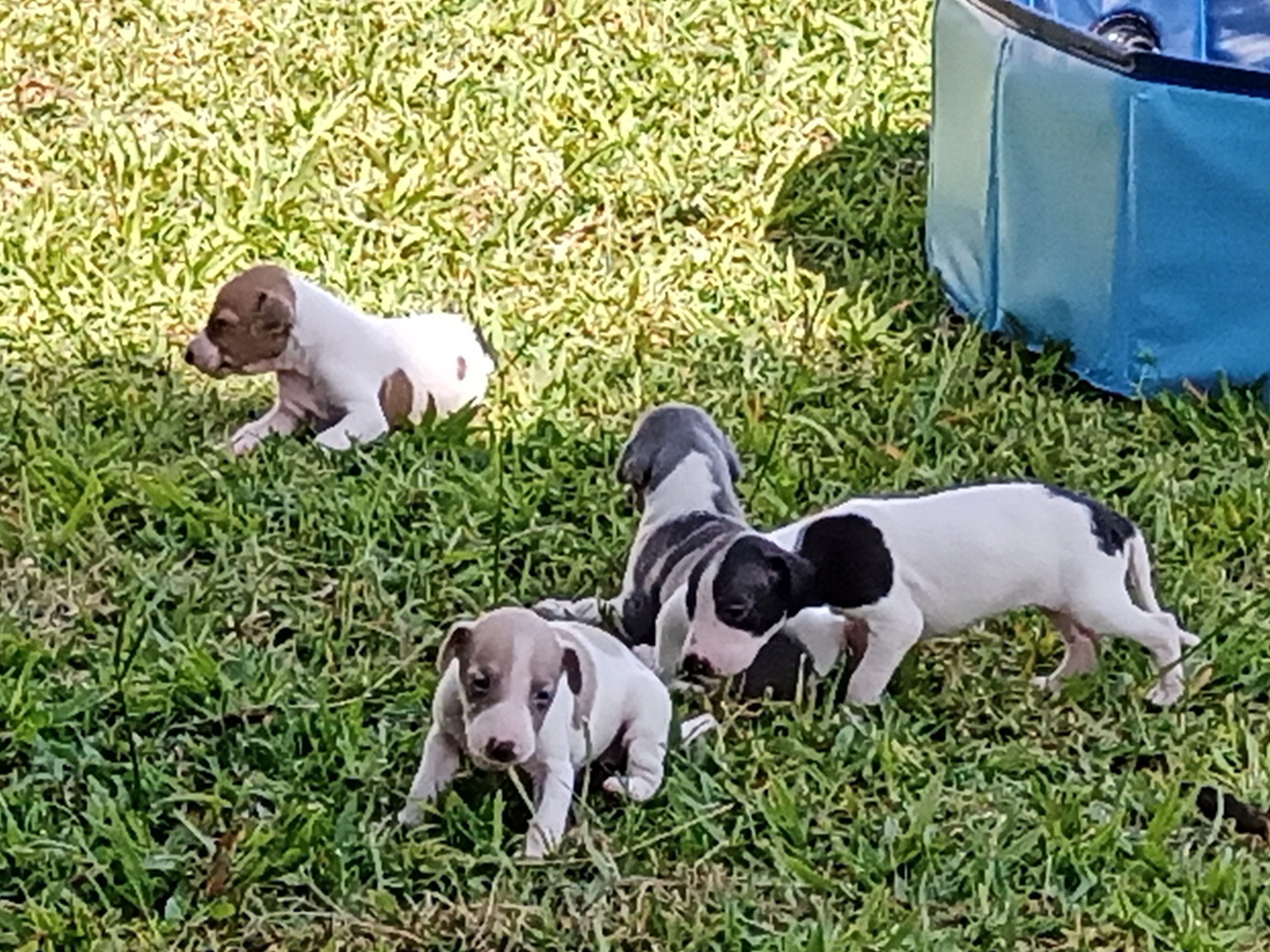 Hound Puppies in Kwazulu Natal (18/04/2022)