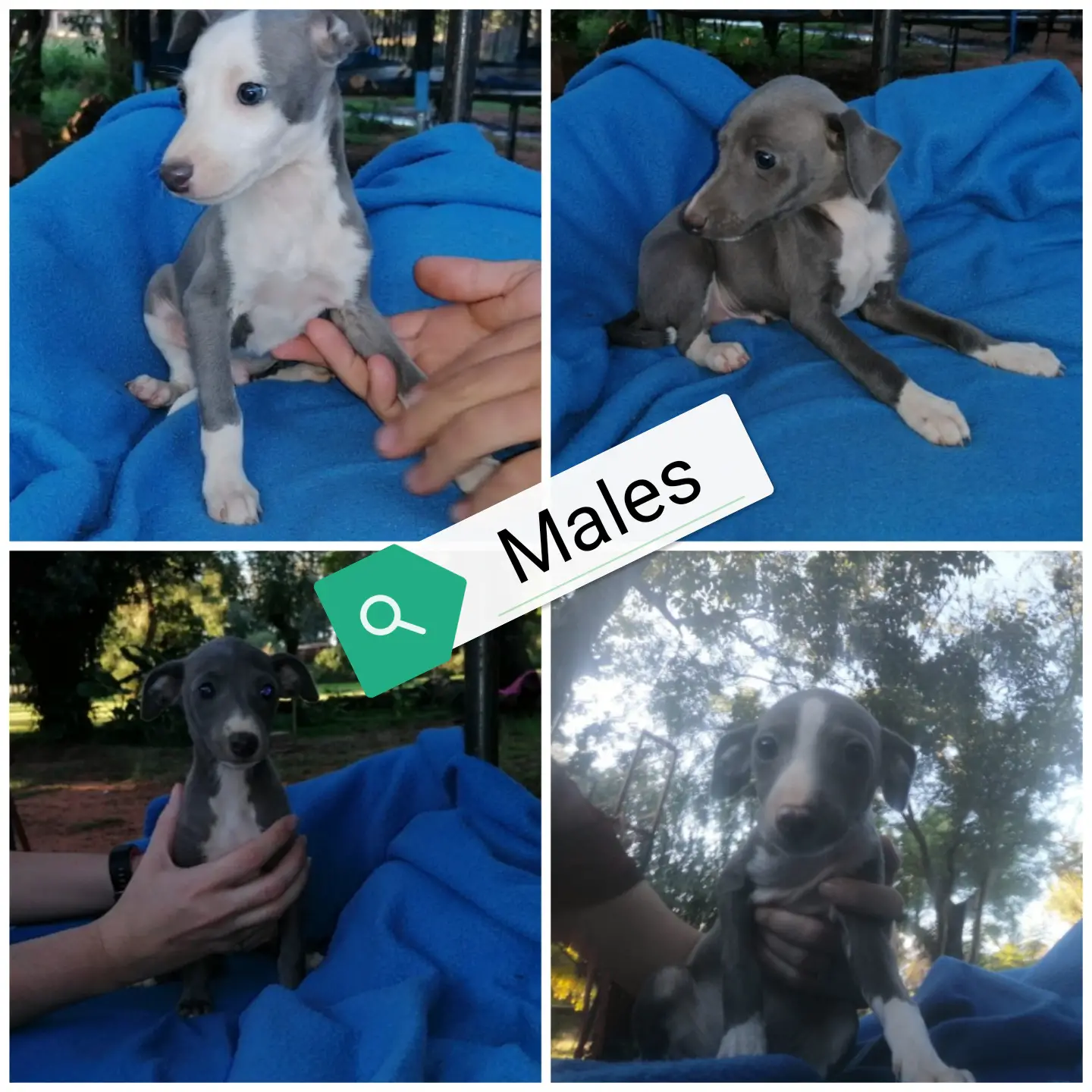 Other Puppies in Bloemfontein (07/04/2022)