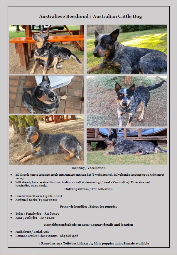 Other Puppies in Mpumalanga (23/04/2022)