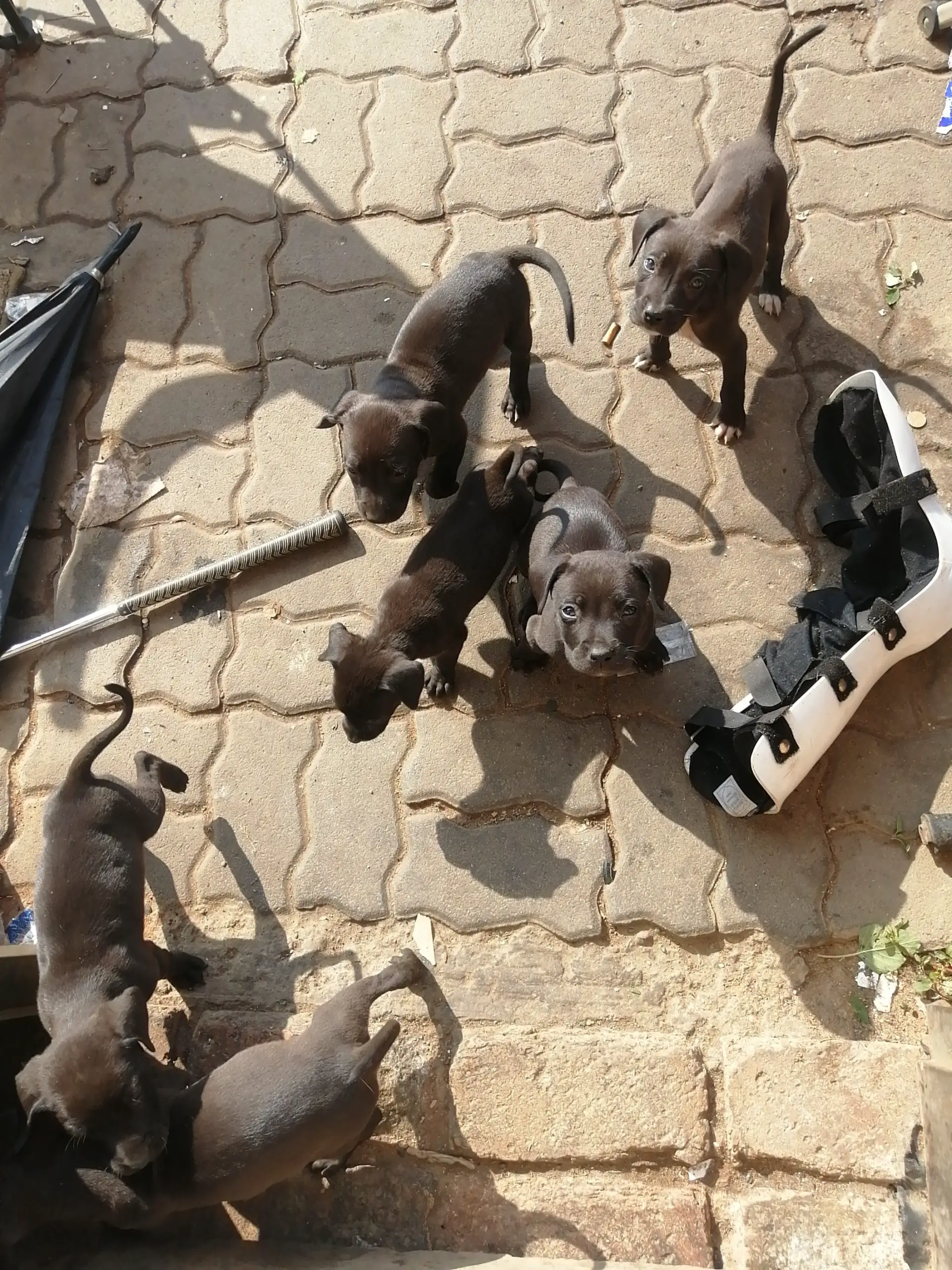 Pitbull Puppies in Pretoria (25/04/2022)