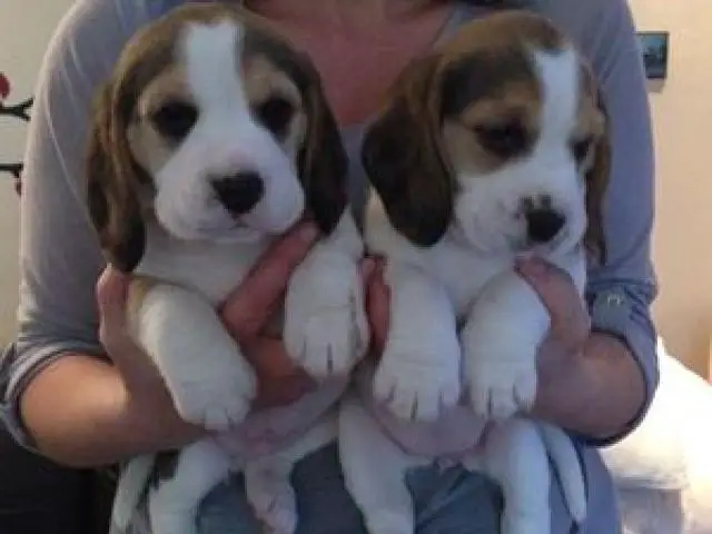 Beagle Puppies in Cape Town (05/05/2022)