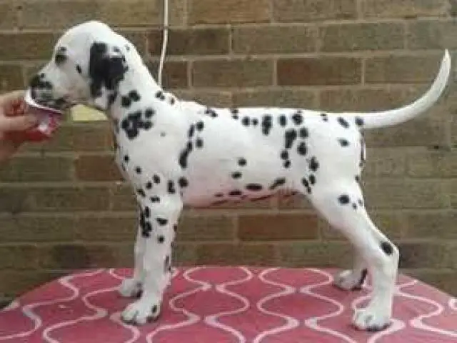 Dalmation Puppies in East Rand (05/05/2022)