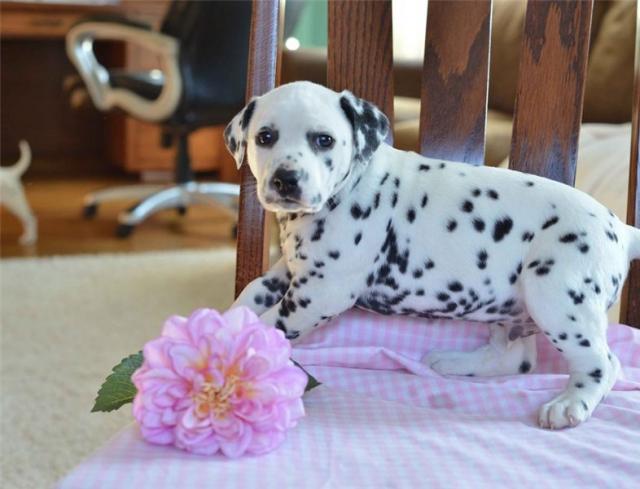 Dalmation Puppies in Kimberley (05/05/2022)