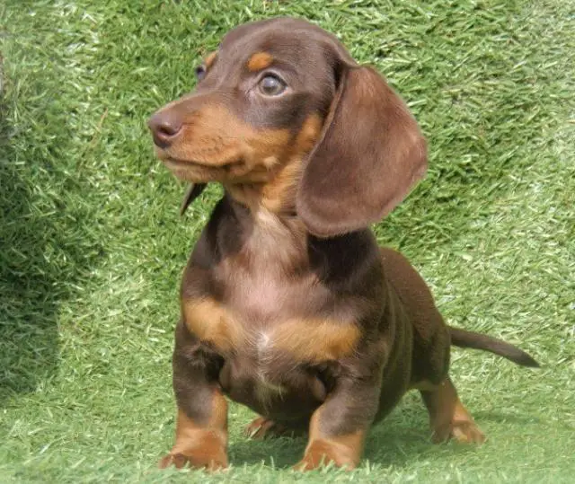 Dachshund Puppies in East Rand (05/05/2022)