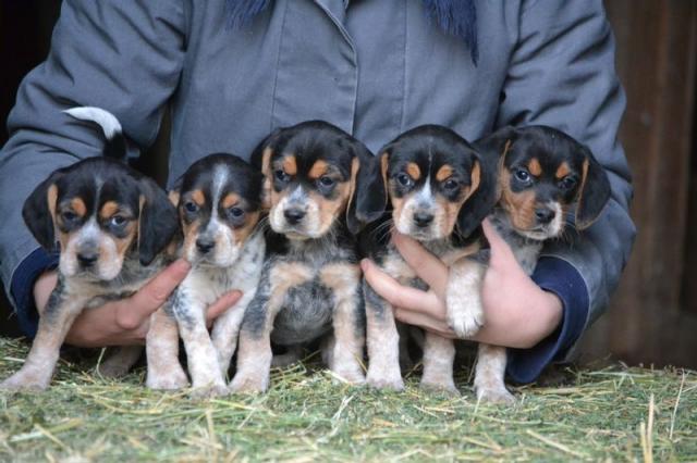 Beagle Puppies in Pretoria (05/05/2022)