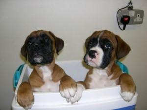 Boxer Puppies in Pretoria (05/05/2022)