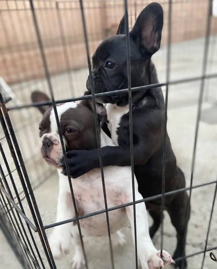 French Bulldog Puppies in Mpumalanga (03/05/2022)