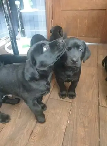Labrador Puppies in Kwazulu Natal (03/05/2022)