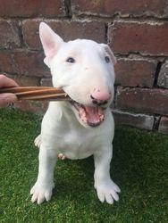 Bull Terrier Puppies in Cape Town (05/05/2022)