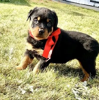 Rottweiler Puppies in Cape Town (02/05/2022)