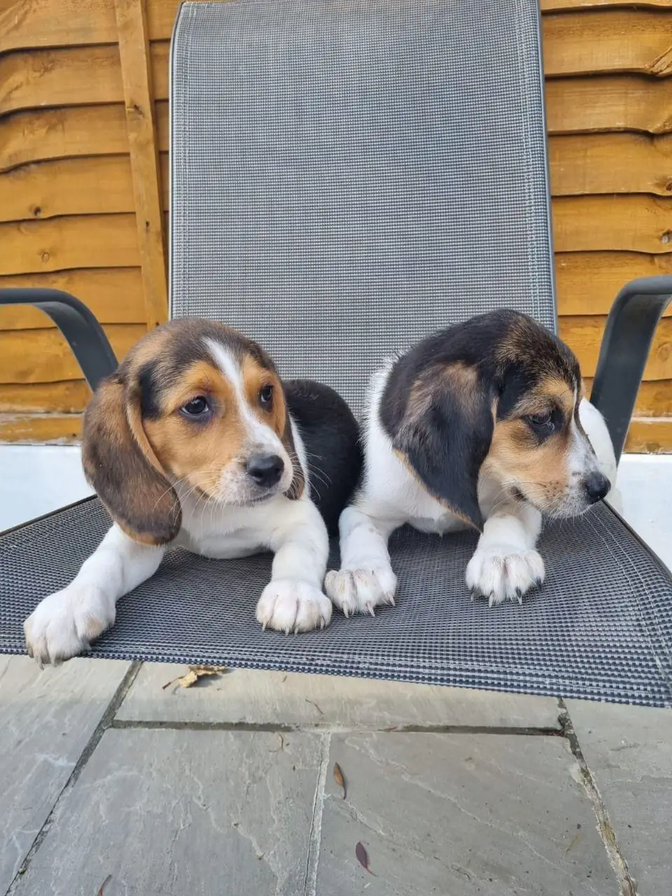 Beagle Puppies in Mpumalanga (05/05/2022)