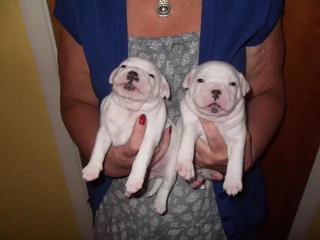 Bull Terrier Puppies in Brits (05/05/2022)